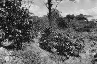 Image of sheet 19840120 photo 16: Kaffeeplantage Kaffee pflanzen in der Nähe von Matagalpa. Nicaragua 03.84 1984 √