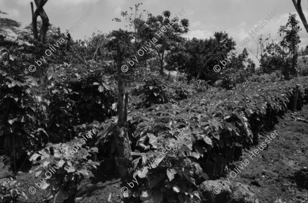 Image of sheet 19840120 photo 17: Handpflug Pflug für den Ackerbau. Siedlungen im Raum Matagalpa. Frauen bauen ihre Häuser. Landschaft. Wiederaufforstungsprogramm Aufforstung der IRENA Biogas anlage mit Kaffeeabfall. Kaffee pflanzen. Sandinisten Plakatwand für politische Propaganda. Prolacsa Tochter der Néstlé. Nido Milchpulver Hersteller in Matagalpa. Arbeiter. Kiste mit Blechdosen Schweizer Brigadist Innen besuchen Cita INRA.
Ackerbau Maschine. Latrinenbau. Letrinen Nicaragua 1984