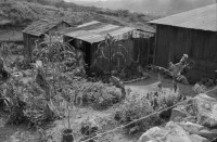 Image of sheet 19840120 photo 6: Handpflug Pflug für den Ackerbau. Siedlungen im Raum Matagalpa. Frauen bauen ihre Häuser. Landschaft. Wiederaufforstungsprogramm Aufforstung der IRENA Biogas anlage mit Kaffeeabfall. Kaffee pflanzen. Sandinisten Plakatwand für politische Propaganda. Prolacsa Tochter der Néstlé. Nido Milchpulver Hersteller in Matagalpa. Arbeiter. Kiste mit Blechdosen Schweizer Brigadist Innen besuchen Cita INRA.
Ackerbau Maschine. Latrinenbau. Letrinen Nicaragua 1984