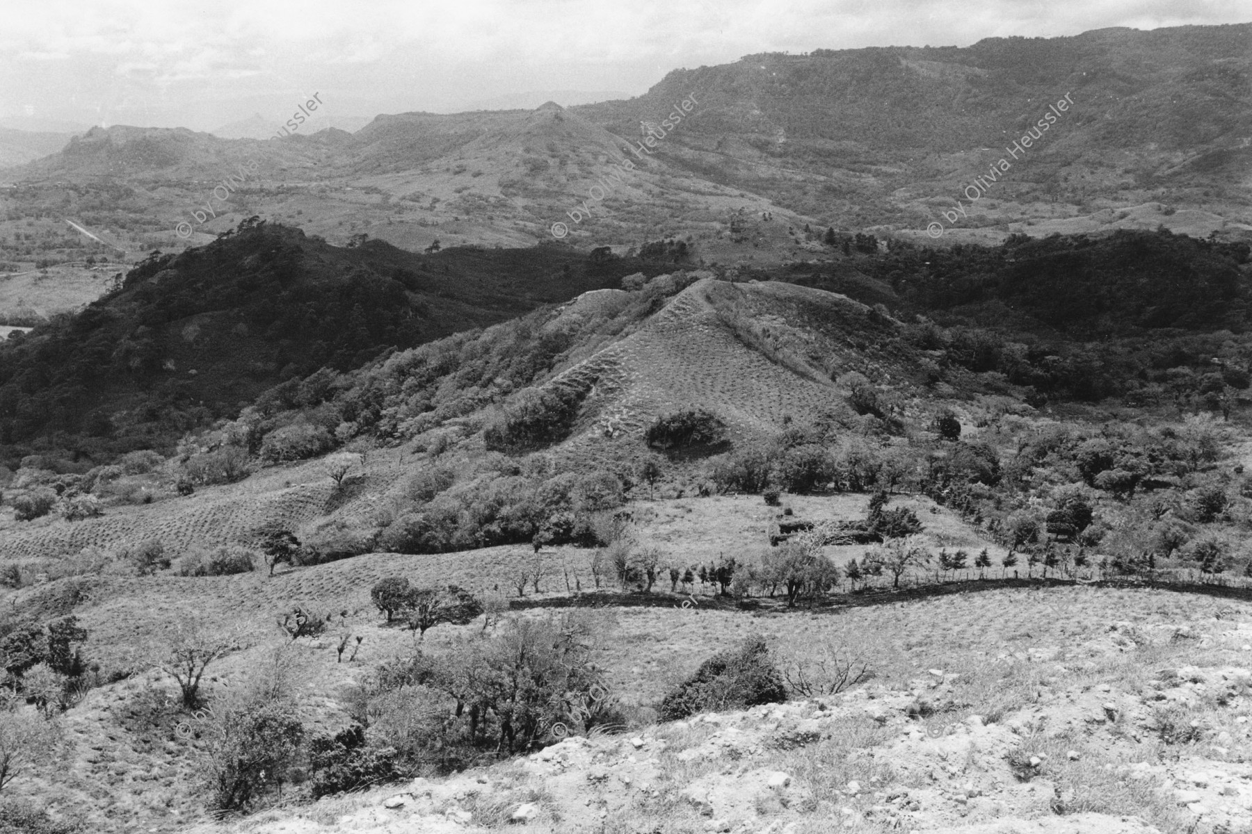 Image of sheet 19840120 photo 9: Die Agrarreform betreut in Matagalpa ein Aufforstungsprogramm. Nicaragua 1984 √