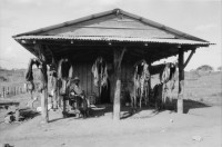 Image of sheet 19840130 photo 17: Cooperative
und Landwirtschaftsgenossenschaft La Loma, Nicaragua Rio San Juan 1984