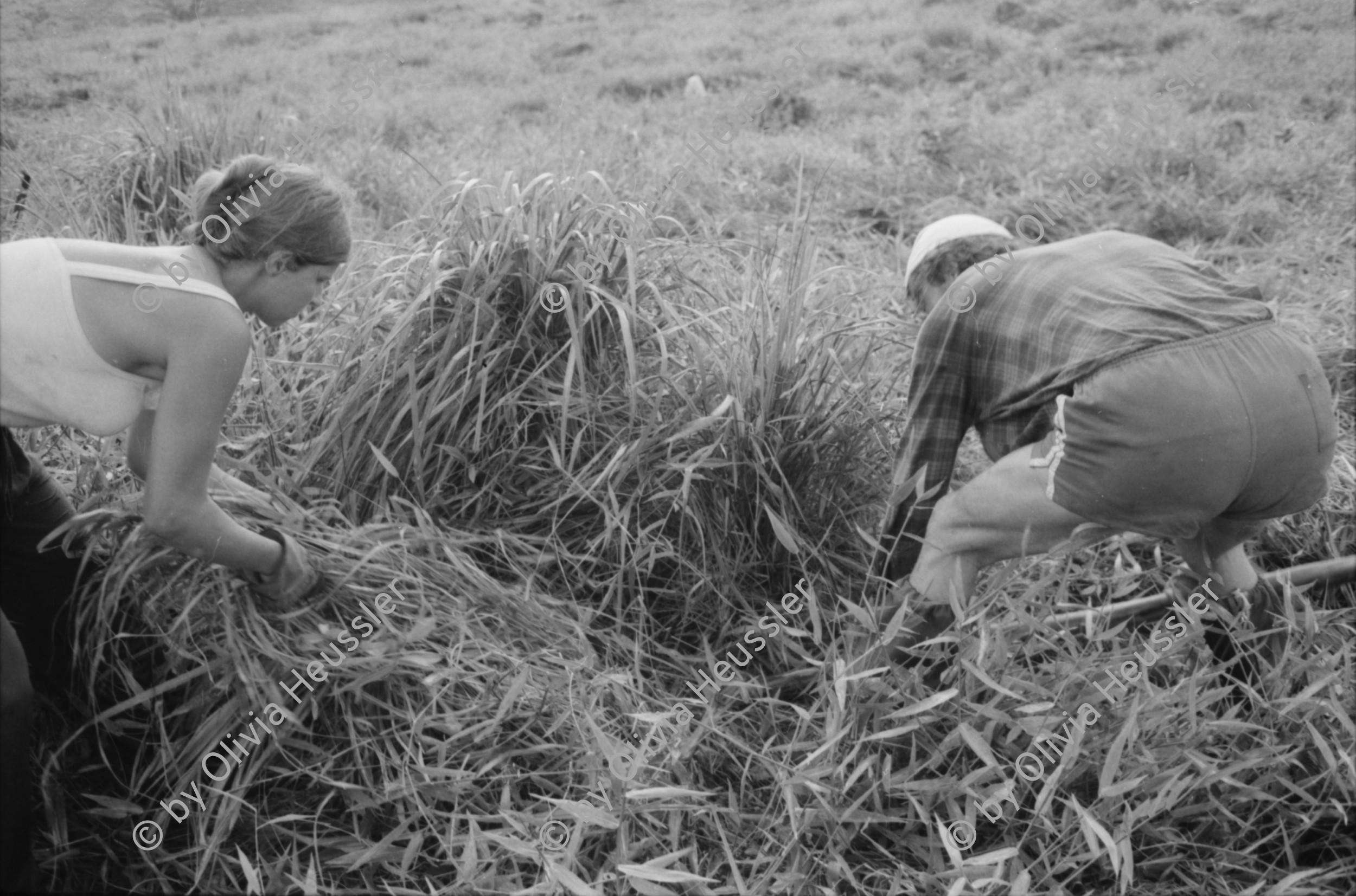 Image of sheet 19840130 photo 19840130: Schweizer Brigadisten und Brigadistinnen im Zacate ausreissen in der Cooperative
und Landwirtschaftsgenossenschaft La Loma. .