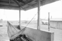 Image of sheet 19840130 photo 3: Schweizer Brigadisten und Brigadistinnen im Zacate ausreissen in der Cooperative
und Landwirtschaftsgenossenschaft La Loma. Campesino sitzungen mit den Bauern. Gewerkschaftssitzungen der ATC Asociacion de Trabajadores del Campo. Machete  Junge reitet auf Pferd um Wasser aus dem Ziehbrunnen zu holen. Hütte und Schwein. Kinder Cowboyhosen Graffitti Wandmalerei Che Guevara. und Kind. Sandino Mural. CDS Mural. Carlos Fonseca Mural Friedhof. Nicaragua Rio San Juan 1984