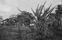 Image of sheet 19840130 photo 37: Schweizer Brigadisten und Brigadistinnen im Zacate ausreissen in der Cooperative
und Landwirtschaftsgenossenschaft La Loma. Campesino sitzungen mit den Bauern. Gewerkschaftssitzungen der ATC Asociacion de Trabajadores del Campo. Machete  Junge reitet auf Pferd um Wasser aus dem Ziehbrunnen zu holen. Hütte und Schwein. Kinder Cowboyhosen Graffitti Wandmalerei Che Guevara. und Kind. Sandino Mural. CDS Mural. Carlos Fonseca Mural Friedhof. Nicaragua Rio San Juan 1984