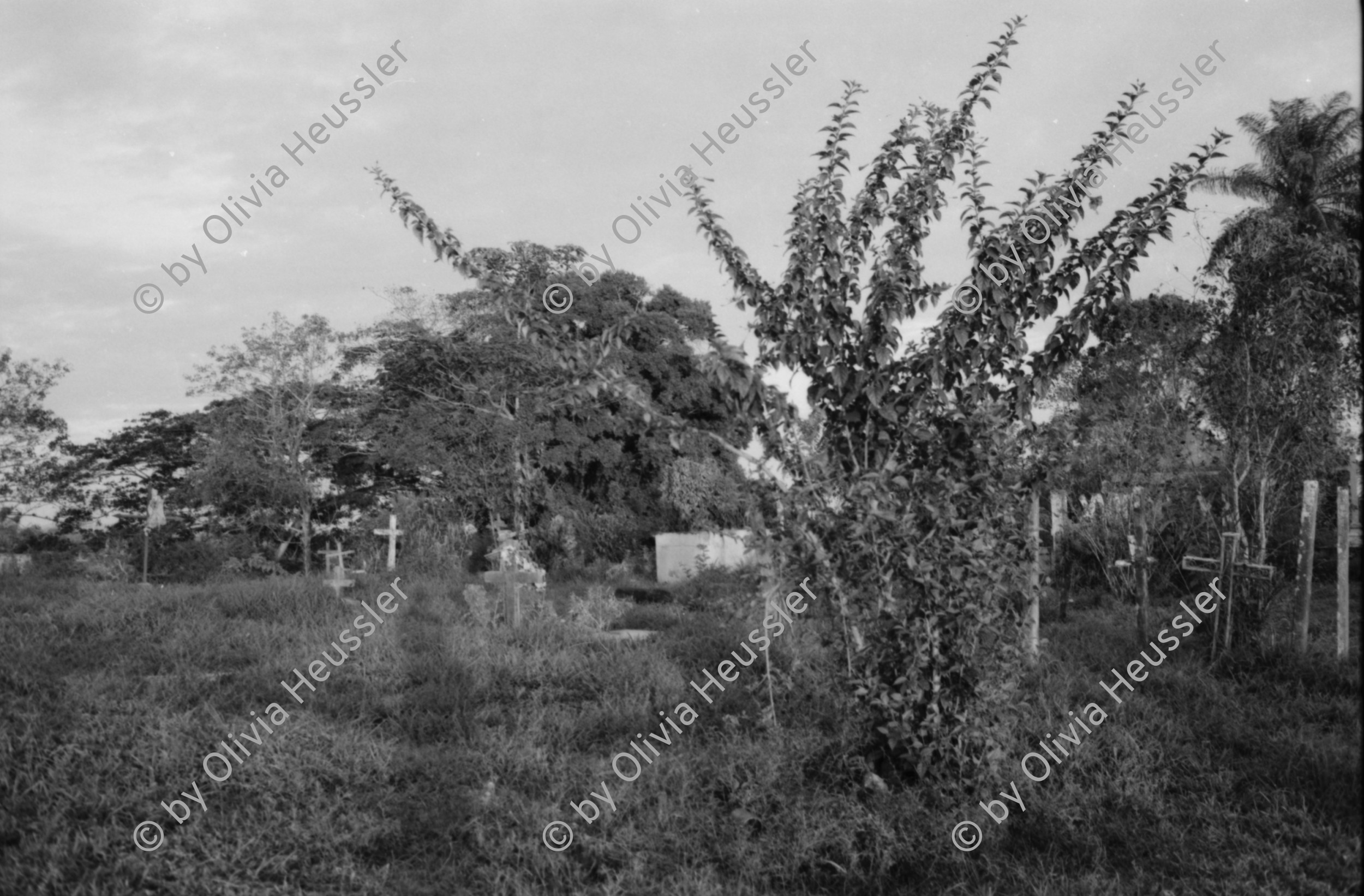 Image of sheet 19840130 photo 37: Schweizer Brigadisten und Brigadistinnen im Zacate ausreissen in der Cooperative
und Landwirtschaftsgenossenschaft La Loma. Campesino sitzungen mit den Bauern. Gewerkschaftssitzungen der ATC Asociacion de Trabajadores del Campo. Machete  Junge reitet auf Pferd um Wasser aus dem Ziehbrunnen zu holen. Hütte und Schwein. Kinder Cowboyhosen Graffitti Wandmalerei Che Guevara. und Kind. Sandino Mural. CDS Mural. Carlos Fonseca Mural Friedhof. Nicaragua Rio San Juan 1984