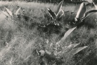 Image of sheet 19840140 photo 13: Isla de Zapotillo.