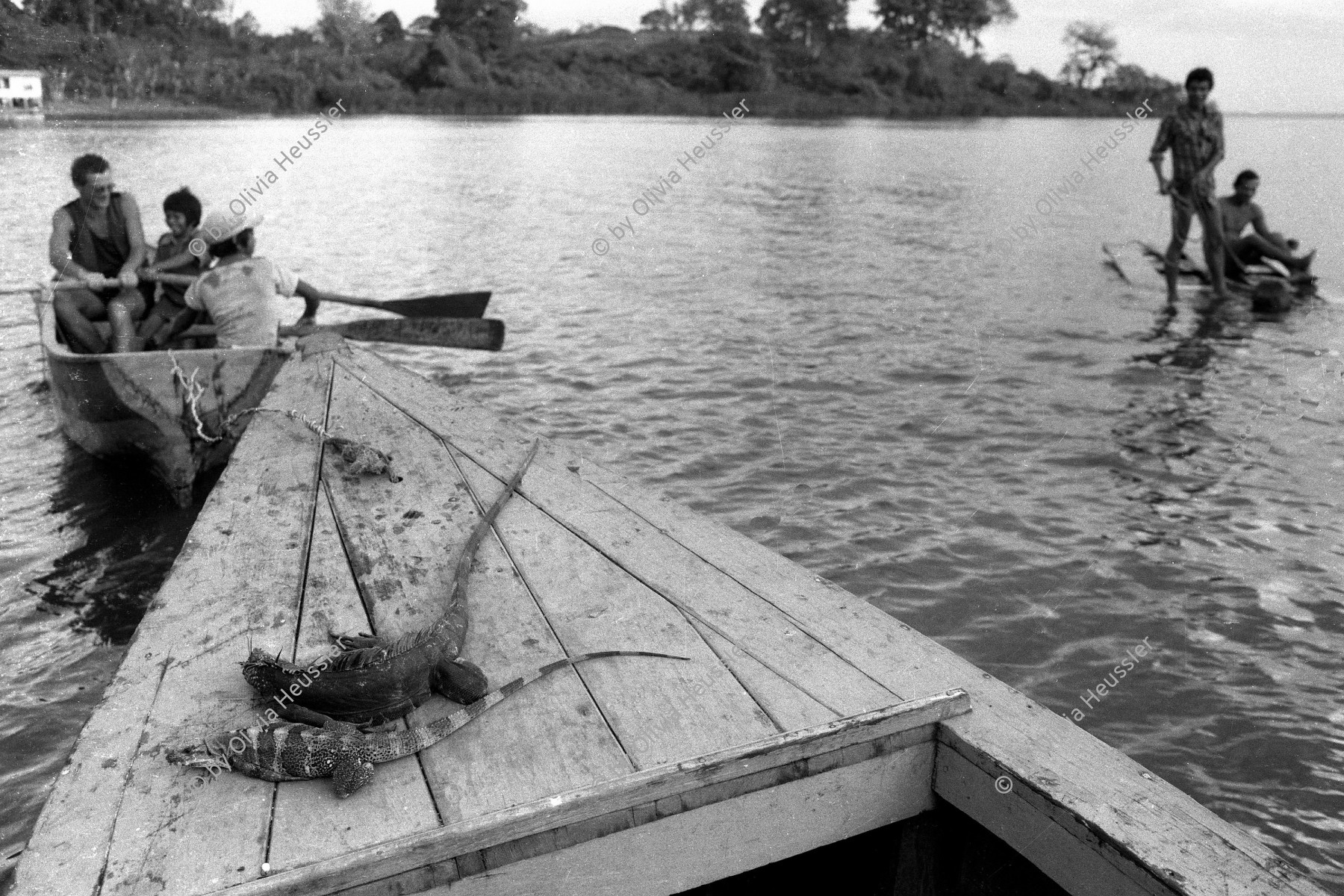 Image of sheet 19840140 photo 24: Schweizer Brigaden. Arbeitsbrigade Brigadisten Brigadistinnen Brigada Suiza.  Isla de Zapotillo lago de Nicaragua Willy aus Aarau mit Leguane Iguanas. Nicas und Schweizer. Fischerboote. Rudern Insel im Nicaragua see. Solentiname Archipelago de Solentiname. Abendstimmung. Nicaraguaner lernt englisch. Rio San Juan San Carlos Nicaragua 1984 brigadist worker brigade swiss switzerland brigada de suiza √
© 1984, by OLIVIA HEUSSLER / www.clic.li