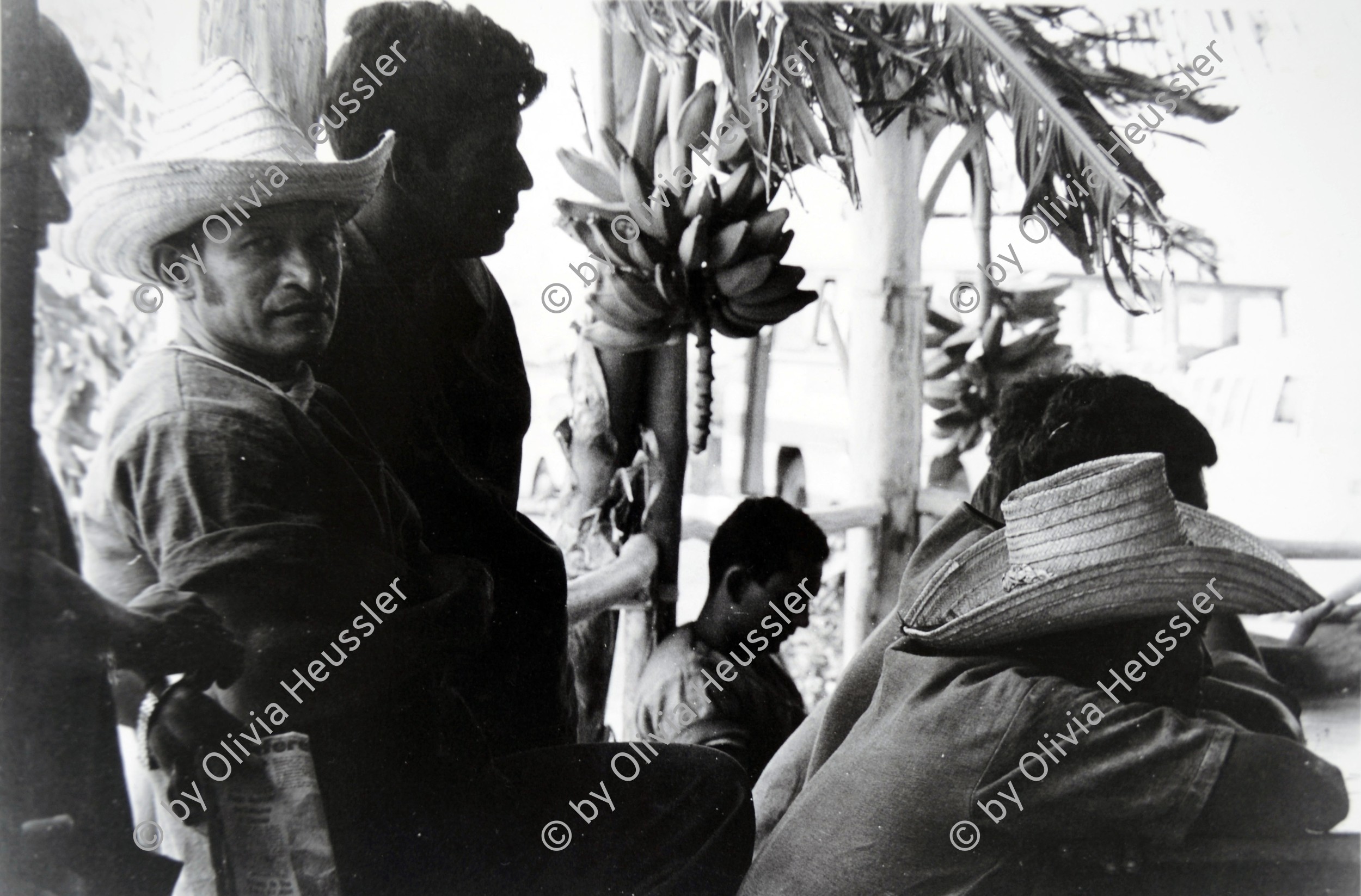 Image of sheet 19840230 photo 25: Männer mit Strohhut hüten und Bananenstauden Früchte Bananen In der offenen Strafanstalt Gefängniss 'La Granja'. Insassen  Nahe Managua Nicaragua Carretera Norte 1984 √ Prison carcel prisoners America central