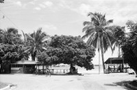 Image of sheet 19840320 photo 21: Ein kleiner Zirkus. Olivia und Ruth Heussler im Club des sandinistischen Kulturhauses Kulturzentrum in Leon. Baum steht in Bar und ragt aus dem Blechdach. Strand und Palmen. San Juan del Sur. Nicaragua 1984