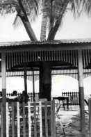 Image of sheet 19840320 photo 7: Palme steht in einem Restaurant am Meer und ragt aus dem Blechdach. San Juan del Sur. Nicaragua 1984 √