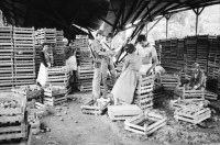 Image of sheet 19840480 photo 1: Kartoffeln liegen herum. Fernsehen. Holland finanzierte Miraflores UPE Taiacara am 13.7. 1984 16 Mio Crdbs Schaden durch Contraangriff  27km von Esteli entfernt. Zwei Schweine liegen neben der Zerstörung.