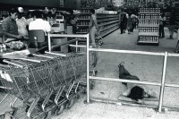 Image of sheet 19840480 photo 19: Ein arbeitsloser und betrunkener Desperado hält im Supermarkt «La Colonia» Plaza España, seine Siesta. Er schläft am Boden. Managua Nicaragua 1984 √ Schlafender Super markt market Einkaufszentrum Shop 
Unemployed desperado sleeps in supermarket 'La Coloñia'. super mercado mann schläft man sleeping
Out of: Der Traum von Solentiname The dream of Solentiname / El sueño de Solentiname page 51 
Out of: From time to time  / Von Zeit zu Zeit

Siesta at al Colonia supermarket, with mural by artist Leoncio Saenz in the background. 
Exhibition

gerahmt framed passepartout 37 x 52 cm