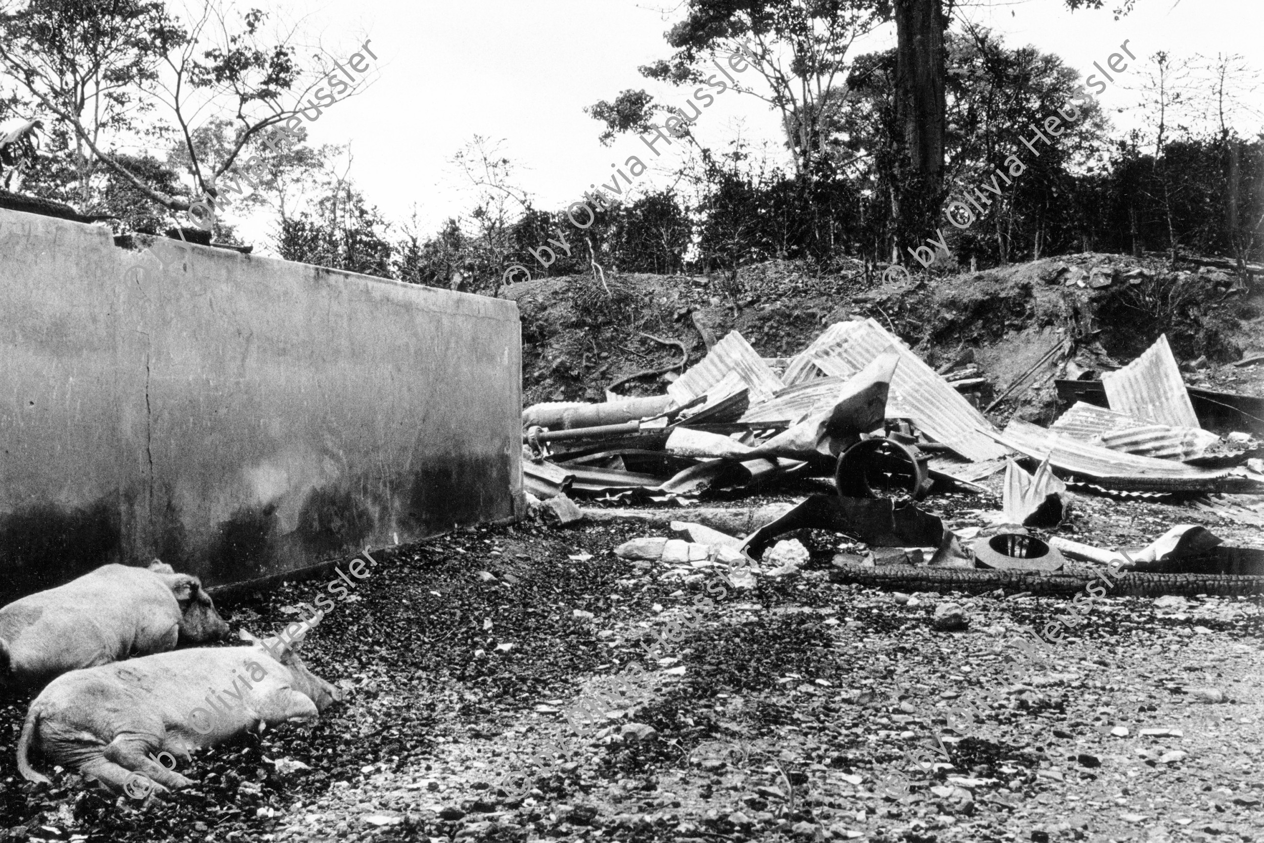 Image of sheet 19840480 photo 37: Hütte. Wellblechdach ist zerstört. Kartoffeln liegen herum. von Holland finanzierte Miraflores UPE Taiacara am 13.7. 1984 16 Mio Crdbs Schaden durch Contraangriff  27 km von Esteli entfernt. Zwei Schweine liegen neben der Zerstörung. Nicaragua 1984 contra attack terrorism war pigs animals suffering destroyed rebels √ agriculture cooperative