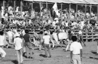 Image of sheet 19840520 photo 1: Für Ortega kämpfen sich junge Burschen auf lahmen Kühen durch die Corrida. Einige stürzen. Die Männer rennen wild im Gehege umher.Daniel Ortega ist auch Anlaufstelle für kleine Bemerkungen in der Bevölkerung. Männer und Alkohol. Sie trinken Bier. cerveza Nicaragua 1984 America central wahlen election