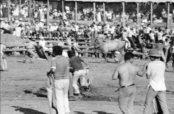 Image of sheet 19840520 photo 10: Für Ortega kämpfen sich junge Burschen auf lahmen Kühen durch die Corrida. Einige stürzen. Die Männer rennen wild im Gehege umher.Daniel Ortega ist auch Anlaufstelle für kleine Bemerkungen in der Bevölkerung. Männer und Alkohol. Sie trinken Bier. cerveza Nicaragua 1984 America central wahlen election