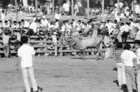 Image of sheet 19840520 photo 11: Für Ortega kämpfen sich junge Burschen auf lahmen Kühen durch die Corrida. Einige stürzen. Die Männer rennen wild im Gehege umher.Daniel Ortega ist auch Anlaufstelle für kleine Bemerkungen in der Bevölkerung. Männer und Alkohol. Sie trinken Bier. cerveza Nicaragua 1984 America central wahlen election