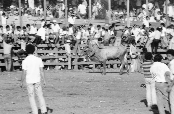 Image of sheet 19840520 photo 11: Für Ortega kämpfen sich junge Burschen auf lahmen Kühen durch die Corrida. Einige stürzen. Die Männer rennen wild im Gehege umher.Daniel Ortega ist auch Anlaufstelle für kleine Bemerkungen in der Bevölkerung. Männer und Alkohol. Sie trinken Bier. cerveza Nicaragua 1984 America central wahlen election