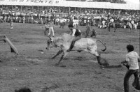Image of sheet 19840520 photo 16: Für Ortega kämpfen sich junge Burschen auf lahmen Kühen durch die Corrida. Einige stürzen. Die Männer rennen wild im Gehege umher.Daniel Ortega ist auch Anlaufstelle für kleine Bemerkungen in der Bevölkerung. Männer und Alkohol. Sie trinken Bier. cerveza Nicaragua 1984 America central wahlen election