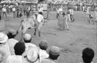 Image of sheet 19840520 photo 18: Für Ortega kämpfen sich junge Burschen auf lahmen Kühen durch die Corrida. Einige stürzen. Die Männer rennen wild im Gehege umher.Daniel Ortega ist auch Anlaufstelle für kleine Bemerkungen in der Bevölkerung. Männer und Alkohol. Sie trinken Bier. cerveza Nicaragua 1984 America central wahlen election