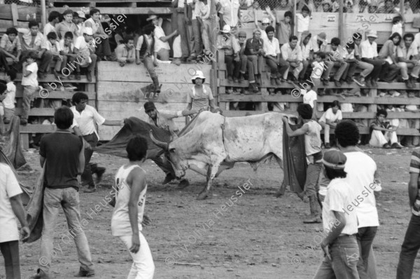 Image of sheet 19840520 photo 23: Für Ortega kämpfen sich junge Burschen auf lahmen Kühen durch die Corrida. Einige stürzen. Die Männer rennen wild im Gehege umher.Daniel Ortega ist auch Anlaufstelle für kleine Bemerkungen in der Bevölkerung. Männer und Alkohol. Sie trinken Bier. cerveza Nicaragua 1984 America central wahlen election