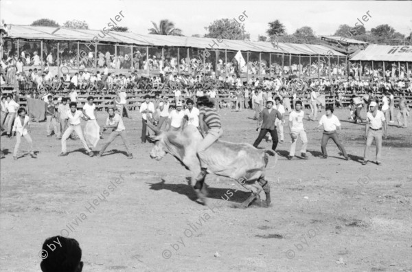 Image of sheet 19840520 photo 5: Für Ortega kämpfen sich junge Burschen auf lahmen Kühen durch die Corrida. Einige stürzen. Die Männer rennen wild im Gehege umher.Daniel Ortega ist auch Anlaufstelle für kleine Bemerkungen in der Bevölkerung. Männer und Alkohol. Sie trinken Bier. cerveza Nicaragua 1984 America central wahlen election