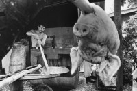 Image of sheet 19840560 photo 1: Santo Domingo bei Managua Nicaragua Zentralamerika Centralamerica 1984 √
Man preparing 'Chicharon'. A typical dish, made out of pigfat. Santo Domingo Pig animal