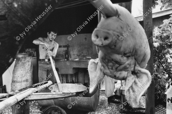 Image of sheet 19840560 photo 1: Santo Domingo bei Managua Nicaragua Zentralamerika Centralamerica 1984 √
Man preparing 'Chicharon'. A typical dish, made out of pigfat. Santo Domingo Pig animal