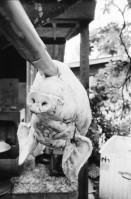 Image of sheet 19840560 photo 44: Für eine Party bei Norma wird ein Schwein zubereitet. Der Schweinekopf hängt davor. Nacatamales Dort lerne ich Donaldo Altamirano kennen.