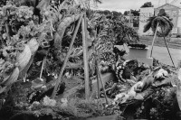 Image of sheet 19840650 photo 26: Das Grab von Kommandant Enrique Schmidt ist nach kurzer Zeit durcheinander geraten. Schmidt war vor seinem Tod Post minister und wurde von den Contras Contra rebellen umgebracht. Nicaragua 11.84 1984 √
Managua. grave death cementery combatant minister Telcor war murdered flowers central america rebels
© 1984, OLIVIA HEUSSLER / www.clic.li


En la tumba de Enrique Schmidt. Cementerio Central, Managua, 1984
At Enrique Schmidt’s grave. Main cemetery, Managua, 1984