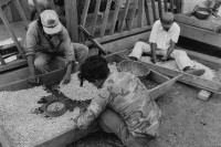 Image of sheet 19840670 photo 28: Kaffeelese der Bauern in einer von Schweizern (SAH) aufgebauten Landwirtschafts Kooperative. La Dalia,  Matagalpa, Nicaragua. 1984 √
Kaffeelese in einer Kooperative in der Nähe von Matagalpa, Nicaragua. 11. 84 1984 café cafe ernte farmer bauern cooperative coffee export selection √ sun hut men Kalaschnikow AK-47 rifle machine gun sandinist army eps man basket weapon arms by hand