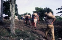 Image of sheet 19843000 photo 1: Junge Menschen aus der Schweiz arbeiten in Arbeitsbrigaden. Nicaragua, Zentralamerika.


Menschen; Arbeit; Solidaritaet; Nicaragua; Brigadisten; Brigaden