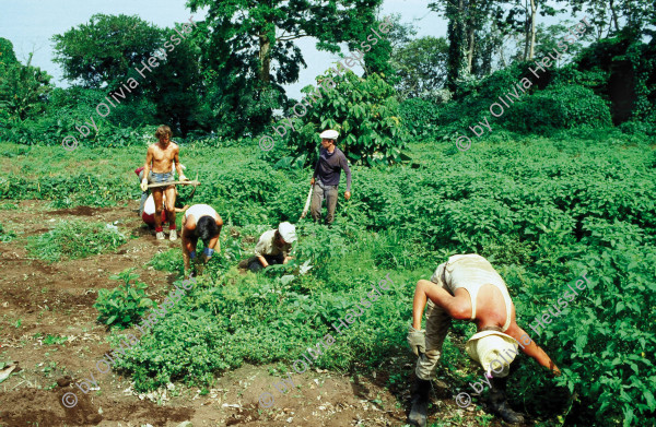 Image of sheet 19843000 photo 3: Junge Menschen aus der Schweiz arbeiten in Arbeitsbrigaden. Nicaragua, Zentralamerika.


Menschen; Arbeit; Solidaritaet; Nicaragua; Brigadisten; Brigaden
Out of: The dream of Solentiname p.19