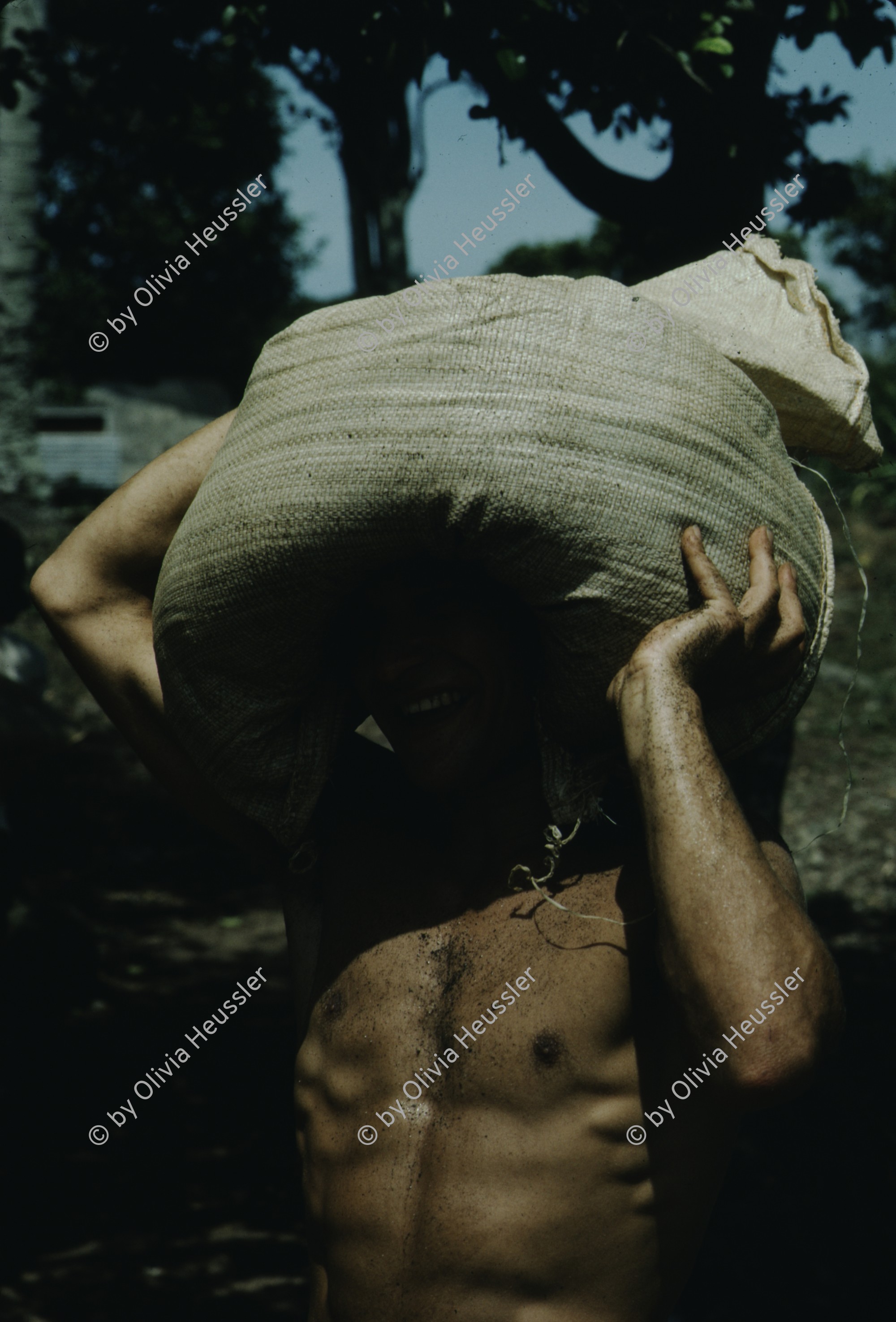 Image of sheet 19843000 photo 74: Junge Menschen aus der Schweiz arbeiten in Arbeitsbrigaden. Nicaragua, Zentralamerika.


Menschen; Arbeit; Solidaritaet; Nicaragua; Brigadisten; Brigaden
