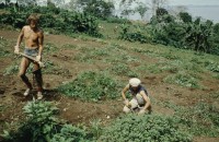 Image of sheet 19843000 photo 79: Junge Menschen aus der Schweiz arbeiten in Arbeitsbrigaden. Nicaragua, Zentralamerika.


Menschen; Arbeit; Solidaritaet; Nicaragua; Brigadisten; Brigaden