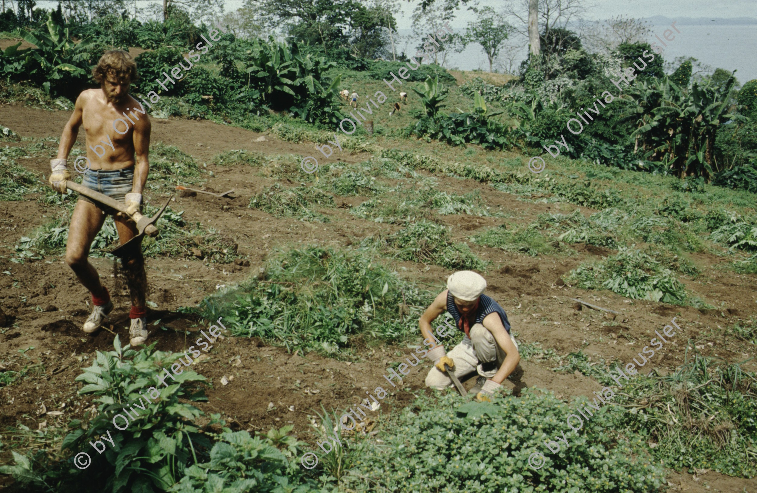 Image of sheet 19843000 photo 79: Junge Menschen aus der Schweiz arbeiten in Arbeitsbrigaden. Nicaragua, Zentralamerika.


Menschen; Arbeit; Solidaritaet; Nicaragua; Brigadisten; Brigaden