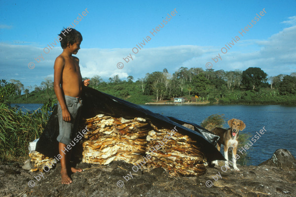 Image of sheet 19843001 photo 26: Eine Wandmalerei für den 5 Jahrestag der sandinistischen Revolution. 19.07.1984 Nicaragua, Zentralamerika

19843001 1984
Werbung; Politisch; Politik; Revolution: Bauer; Campesino; Gewehr; Waffe; Sandinismus; Sandinisten; Propaganda; Graffiti; Wandmalerei; Muralismo; Mural