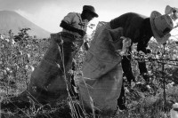 Image of sheet 19850030 photo 13: coton picker in front of volcan  San Cristobal √ central america farmer field picking harvest women woman