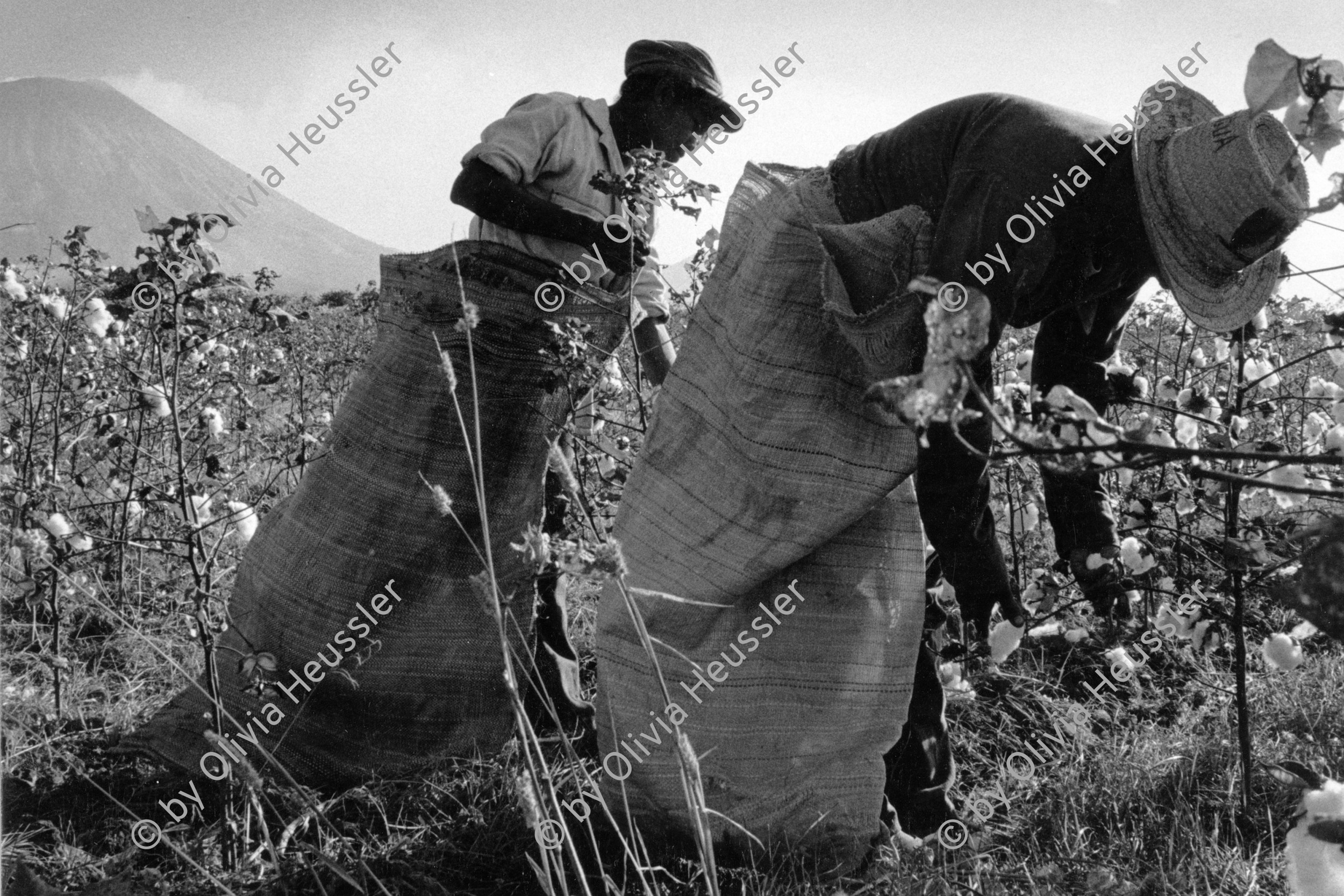 Image of sheet 19850030 photo 13: coton picker in front of volcan  San Cristobal √ central america farmer field picking harvest women woman