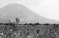Image of sheet 19850030 photo 17: K