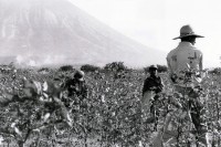 Image of sheet 19850030 photo 19: Cottonpickers during work in field. cotton harvest man hut volcan central america sun