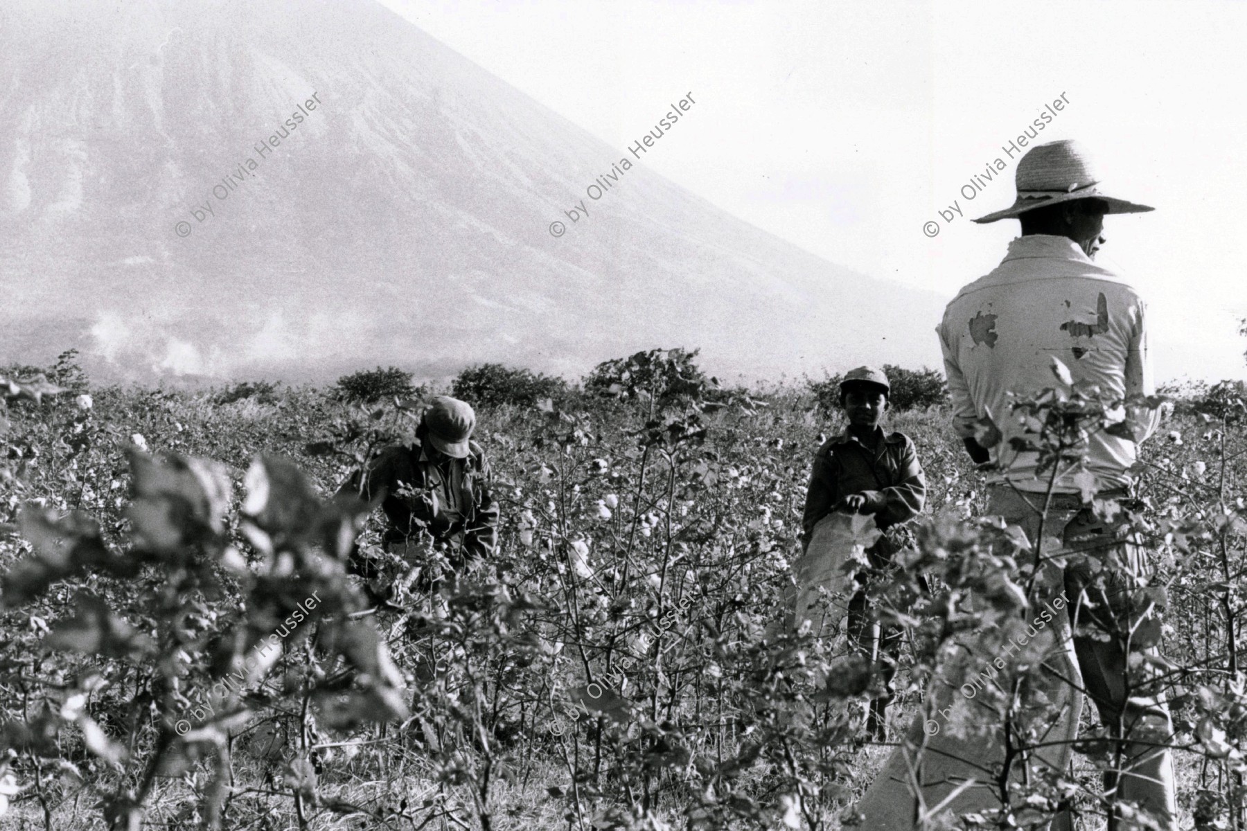 Image of sheet 19850030 photo 19: Cottonpickers during work in field. cotton harvest man hut volcan central america sun