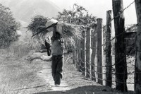 Image of sheet 19850030 photo 2: Junge transportiert trockene Maispflanzen auf Kopf. Machette. Ernte. Chinandega Nicaragua 1985 √