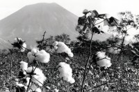 Image of sheet 19850040 photo 27: Baumwollfeld und Vulkan San Cristobal in Chinandega. Nicaragua, 1985 √
Cottonfield in front of Volcan.