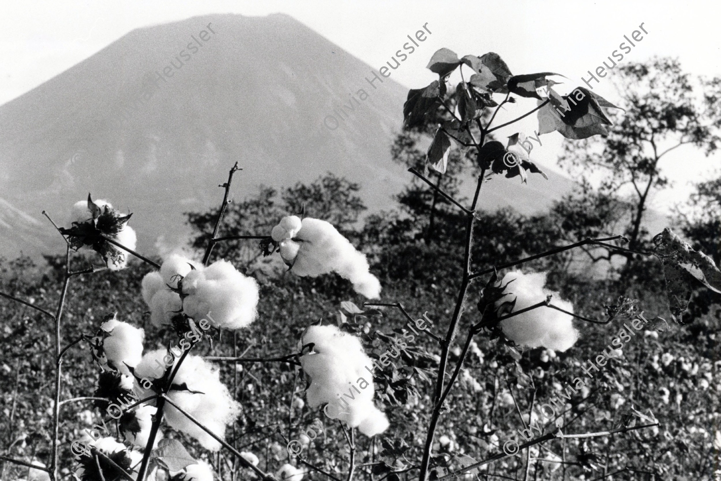 Image of sheet 19850040 photo 27: Baumwollfeld und Vulkan San Cristobal in Chinandega. Nicaragua, 1985 √
Cottonfield in front of Volcan.