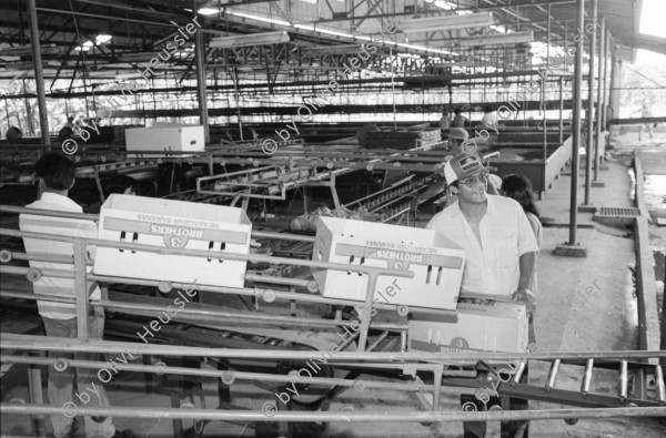 Image of sheet 19850050 photo 26: Bananenkooperative San Carlos. waschen und Einpacken der Bananen in Kartonschachteln. Die Frauen sammeln auf der Strasse für die Soldaten Geld. Vor dem AMNLAE Büro. Sandinistische Frauen Organisation. Der Tisch ist schon voller Spenden. Frauengruppe. Portrait. Gladys Baez vor Fotografien aller Komandanten. 
Nicaragua 1985