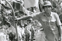 Image of sheet 19850051 photo 14: Ein Arbeiter in einer Bananenplamtage. San Carlos, Nicaragua 1985 √