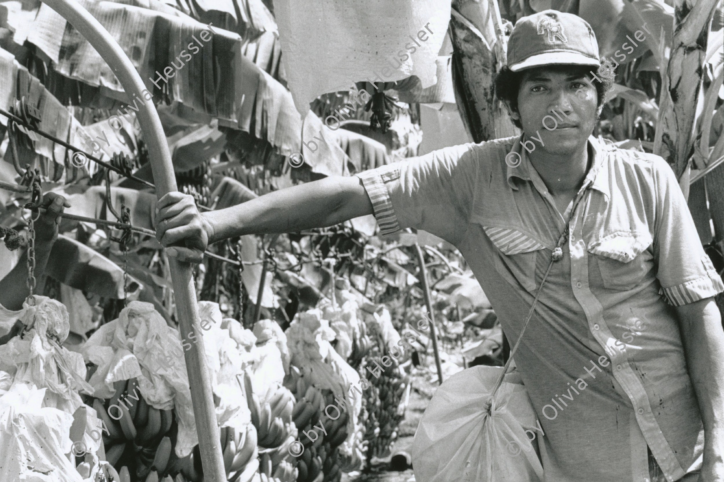 Image of sheet 19850051 photo 14: Ein Arbeiter in einer Bananenplamtage. San Carlos, Nicaragua 1985 √
