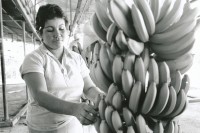 Image of sheet 19850051 photo 2: In der Kooperative San Carlos arbeiten viele Frauen. Sie waschen die Bananen und kontrollieren die Stauden. Nicaragua Centralamerica Banana Production 1985 √