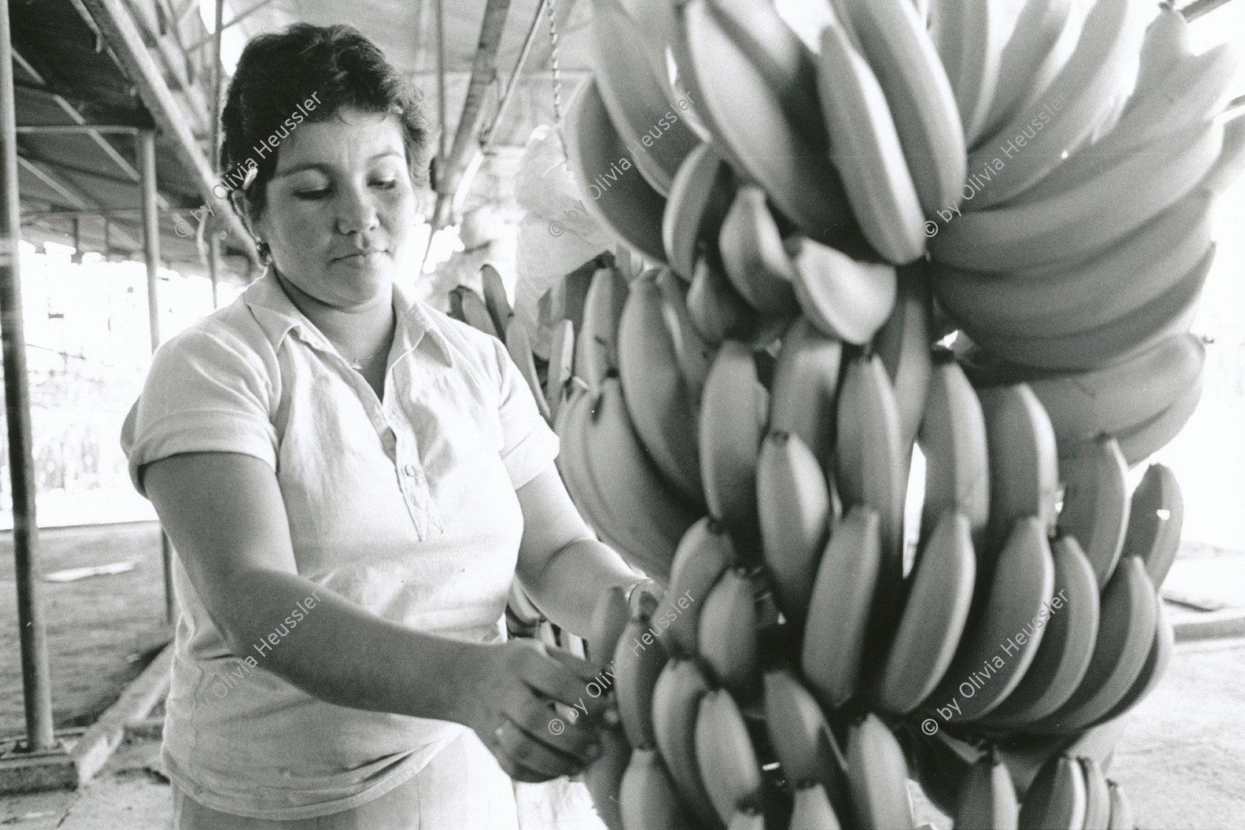 Image of sheet 19850051 photo 2: In der Kooperative San Carlos arbeiten viele Frauen. Sie waschen die Bananen und kontrollieren die Stauden. Nicaragua Centralamerica Banana Production 1985 √