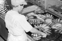 Image of sheet 19850051 photo 28: In der Kooperative San Carlos arbeiten viele Frauen. Sie waschen die Bananen und kontrollieren die Stauden. Nicaragua Centralamerica Banana Production 1985 √